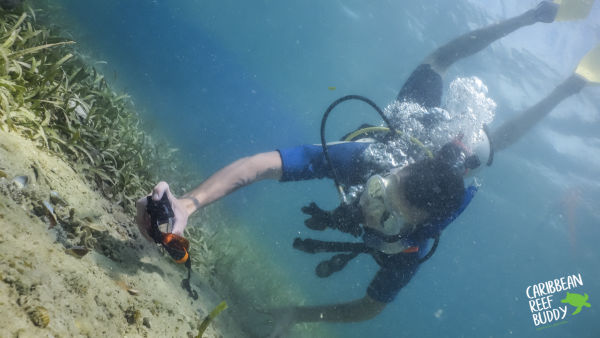Digital Underwater Videography