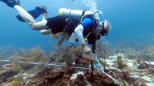 Caribbean Reef Buddy Coral Reef Monitoring