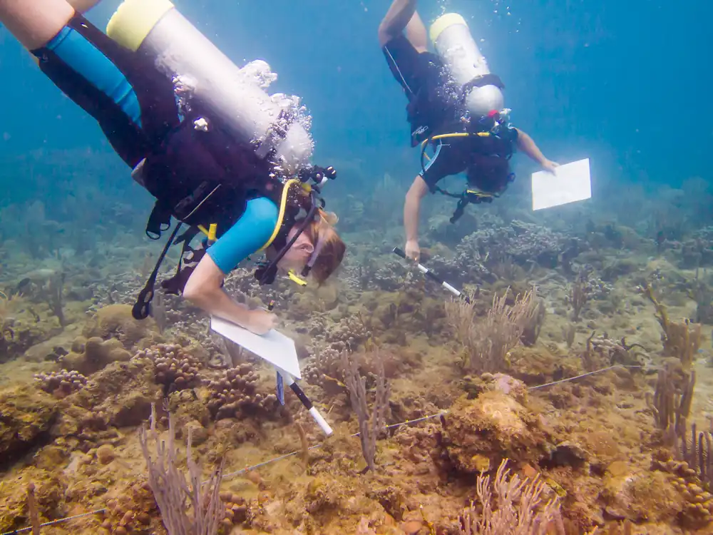 Caribbean Reef Buddy Continuous Reef Monitoring Project